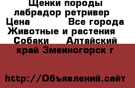 Щенки породы лабрадор ретривер › Цена ­ 8 000 - Все города Животные и растения » Собаки   . Алтайский край,Змеиногорск г.